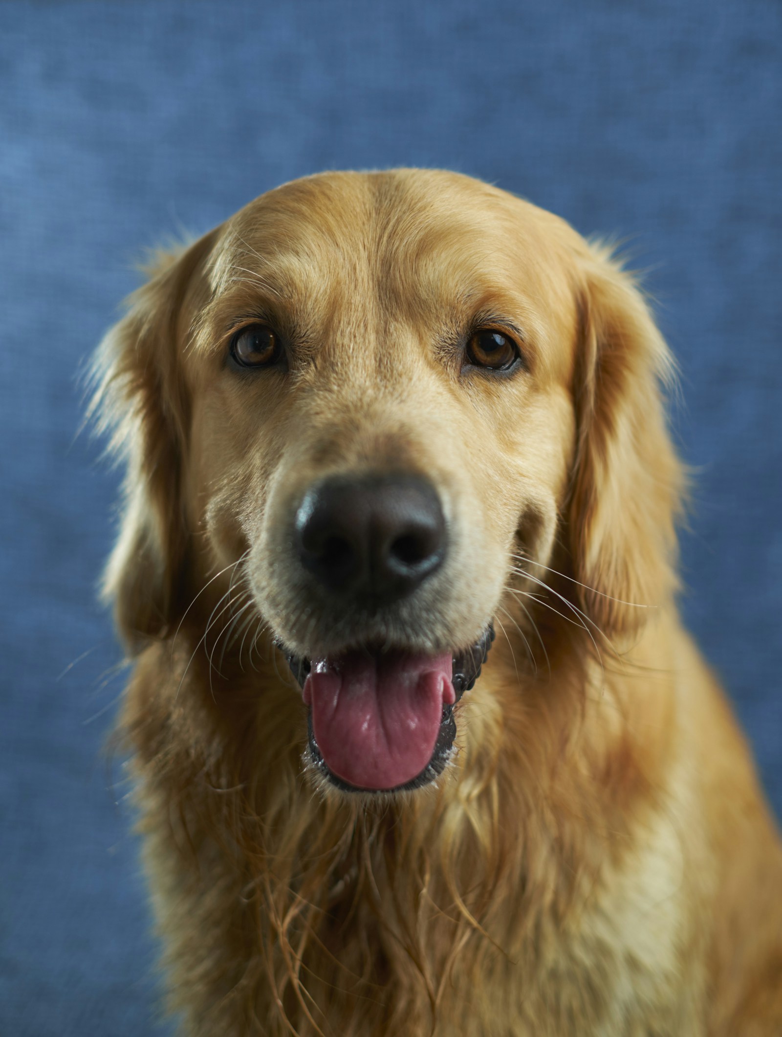 Golden retriever suivi avec attention par la clinique vétérinaire
