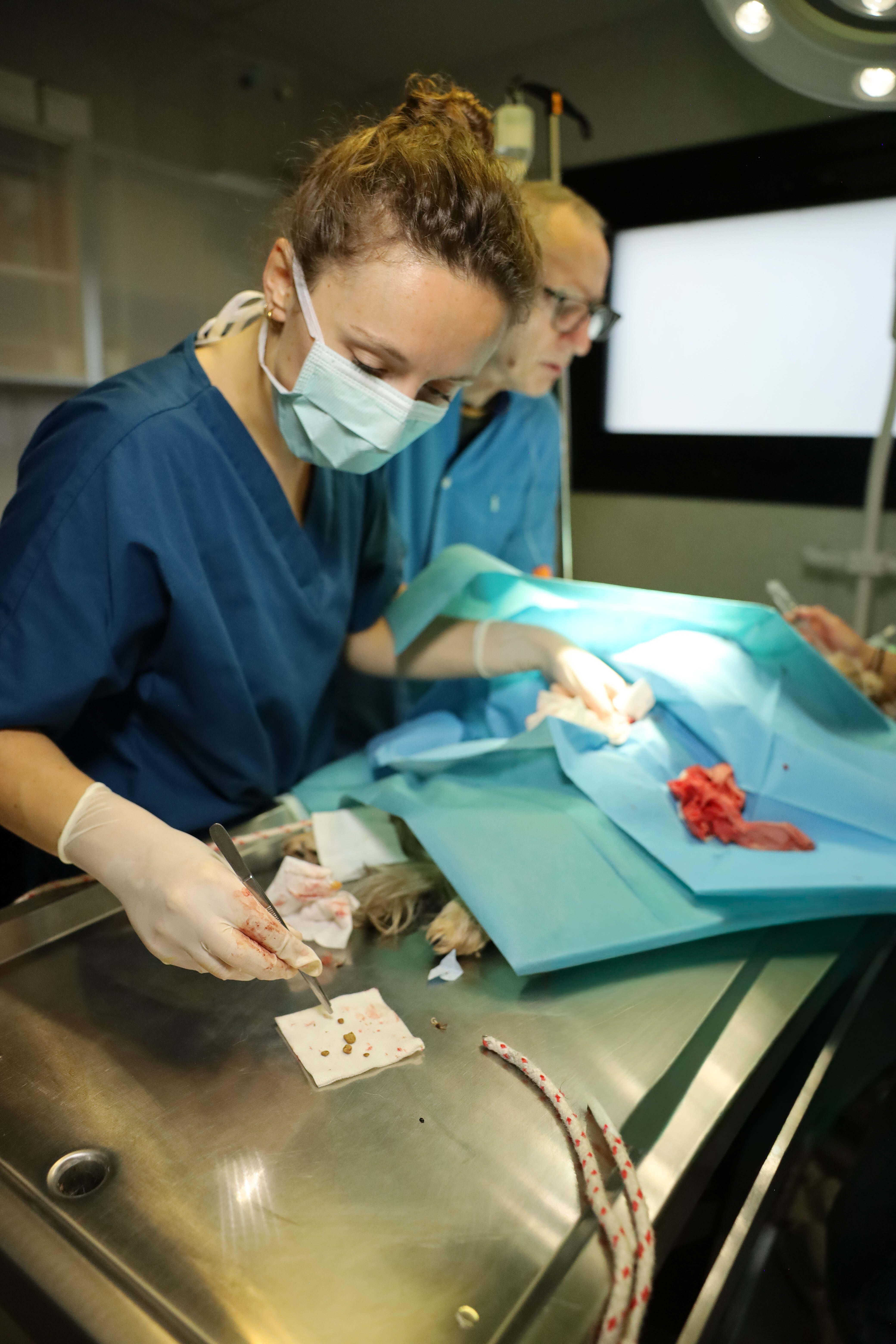 Une vétérinaire réalise une intervention chirurgicale